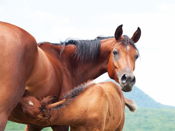 Horses feeding foal while standing against sky