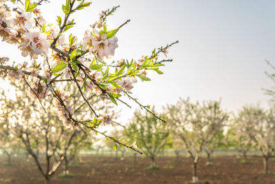 Cherry blossoms in spring against sky