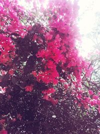 Pink flowers growing on tree