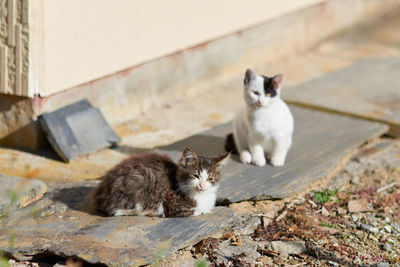 Portrait of two cats sitting on wooden plank