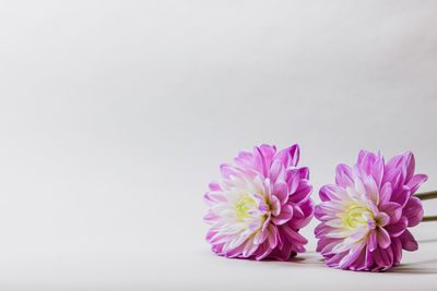 Close-up of pink flower against white background