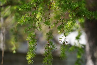 Close-up of flower tree