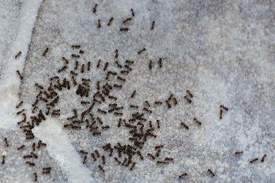 Full frame shot of ants
