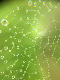 Full frame shot of wet spider web