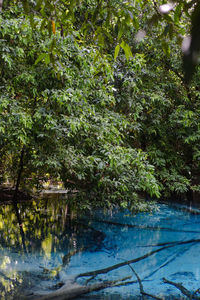 Reflection of trees in lake