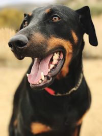 Close-up of black dog sticking out tongue