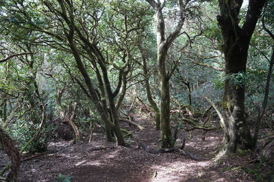 Trees in forest