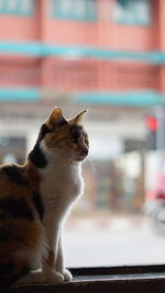 Cat looking away while sitting on window