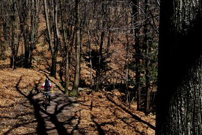 Rear view of person walking amidst trees in forest