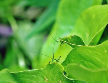 Close-up of insect on leaf