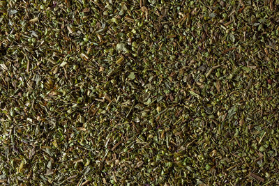 grass