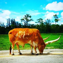 Sheep grazing on field
