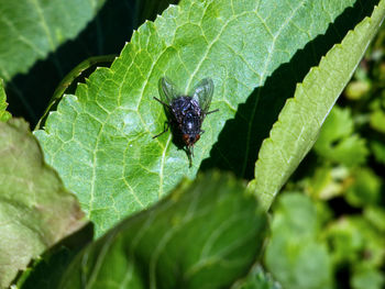 Close-up of insect on leaves