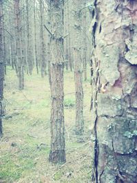 Trees in forest