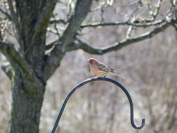 Bird perching on a tree