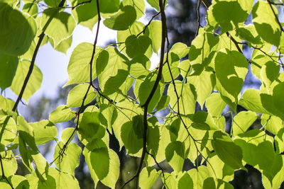 Low angle view of leaves on tree