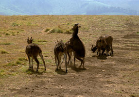 SHEEP WALKING ON LANDSCAPE