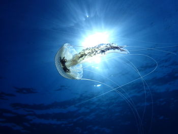 Jellyfish swimming in sea