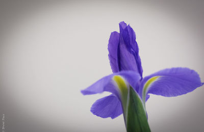 Close-up of purple flower blooming