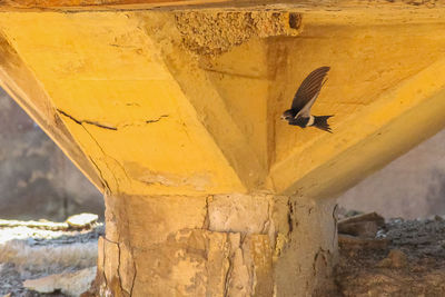 Low angle view of bird flying