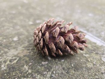 conifer cone