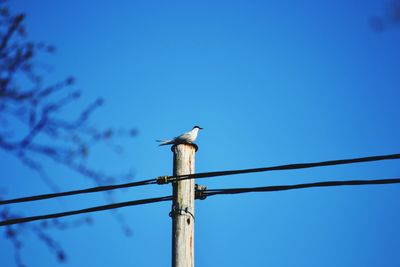 Low angle view of bird perching on wooden post against clear blue sky