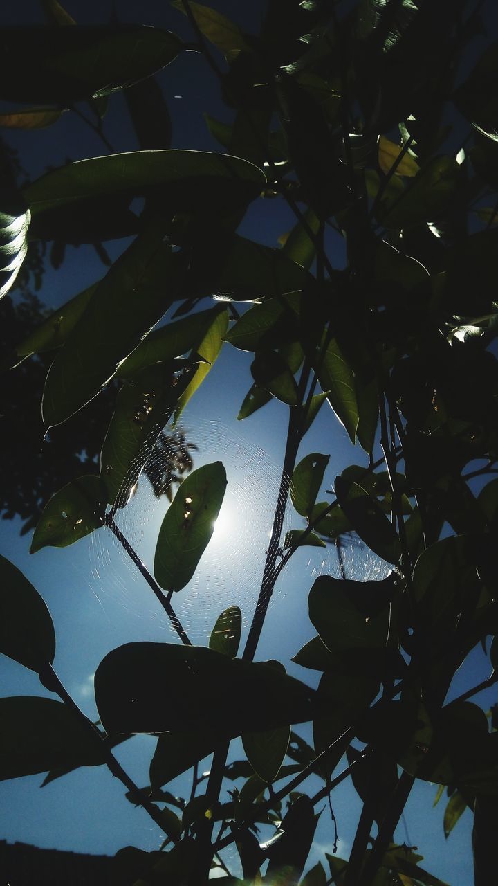 LOW ANGLE VIEW OF LEAVES IN LAKE