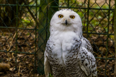 Close-up portrait of white owl in zoo