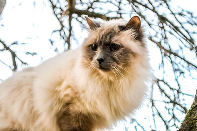Close-up portrait of a cat