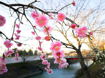 Close-up of pink cherry blossoms in spring