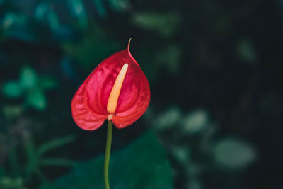 Close-up of red rose flower