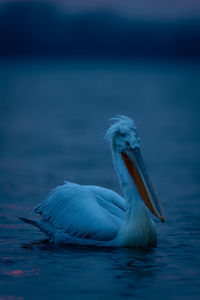 Close-up of pelican