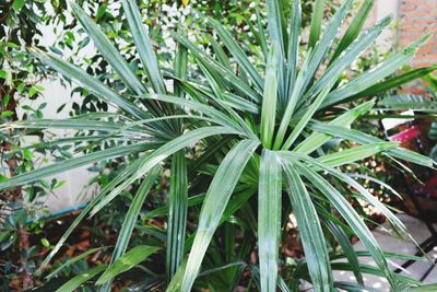 High angle view of plants growing on field