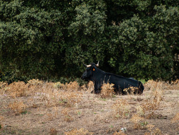 Cow in a field