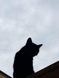 Low angle view of black cat against sky