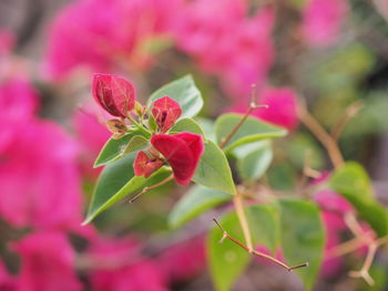 Close-up of pink flowering plant