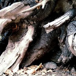 Close-up of log on tree trunk