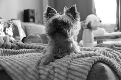 Dog relaxing on bed at home