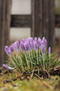 Close-up of purple crocus flowers on field