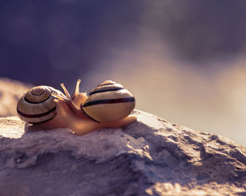 Close-up of snails mating on rock