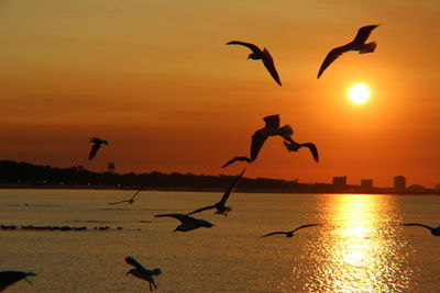 Seagulls flying over sea during sunset