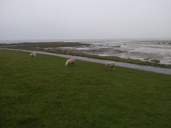 Sheep grazing on grassy field against clear sky