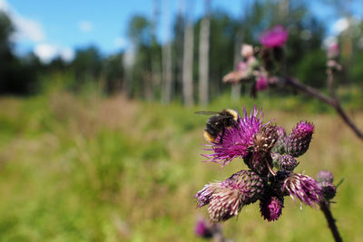 Close-up of purple flowering plant on field