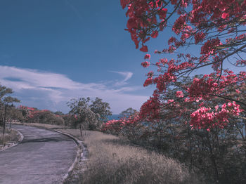 View of flowering trees by road against sky