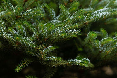 Close-up of pine tree