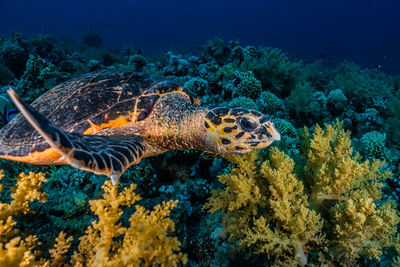 Hawksbill sea turtle in the red sea, dahab, blue lagoon sinai a.e