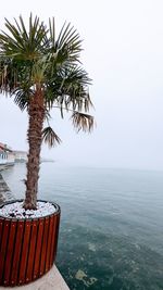 Palm tree by sea against clear sky
