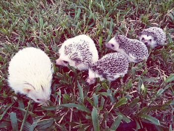 High angle view of sheep on field