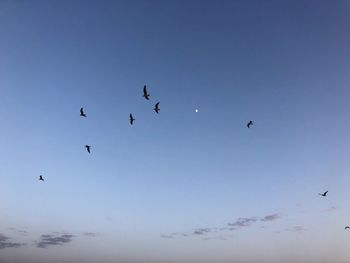 Low angle view of birds flying in the sky