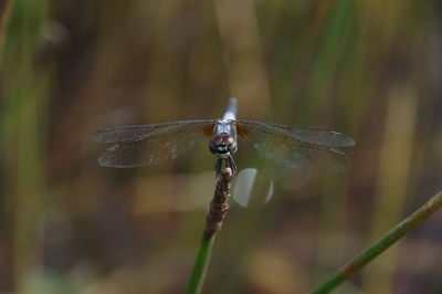 Close-up of dragonfly on plant